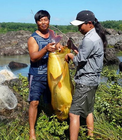 Đổ xô bắt cá lớn dưới đập hồ Trị An